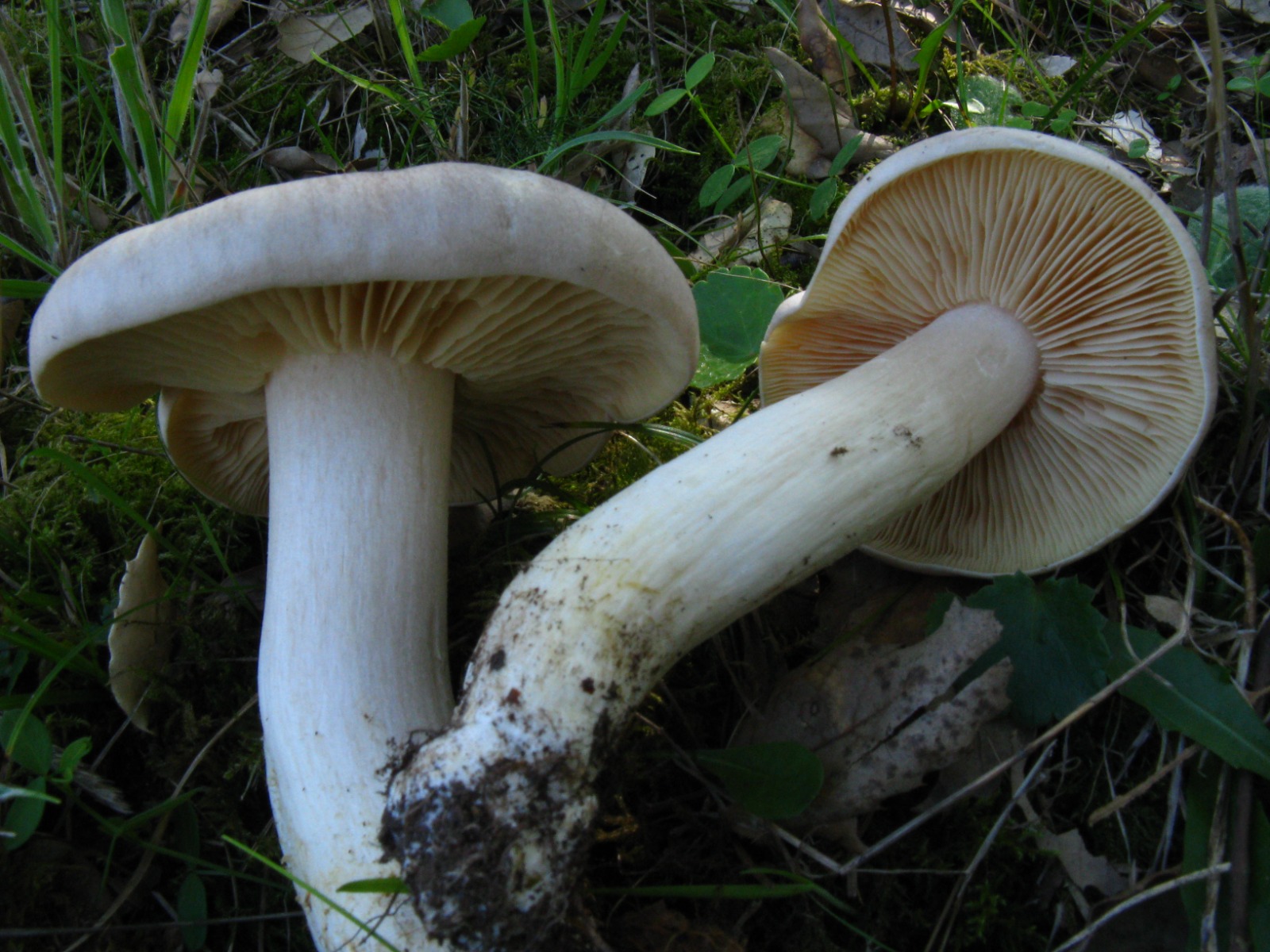 Entoloma Sinuatum